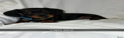 Miniature Dachshund dogs for sale: 6 smooth haired miniature dachshunds! - Advert 13