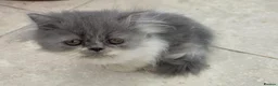 Persian cats for sale: Persian kittens for sale in Huddersfield - Advert 5