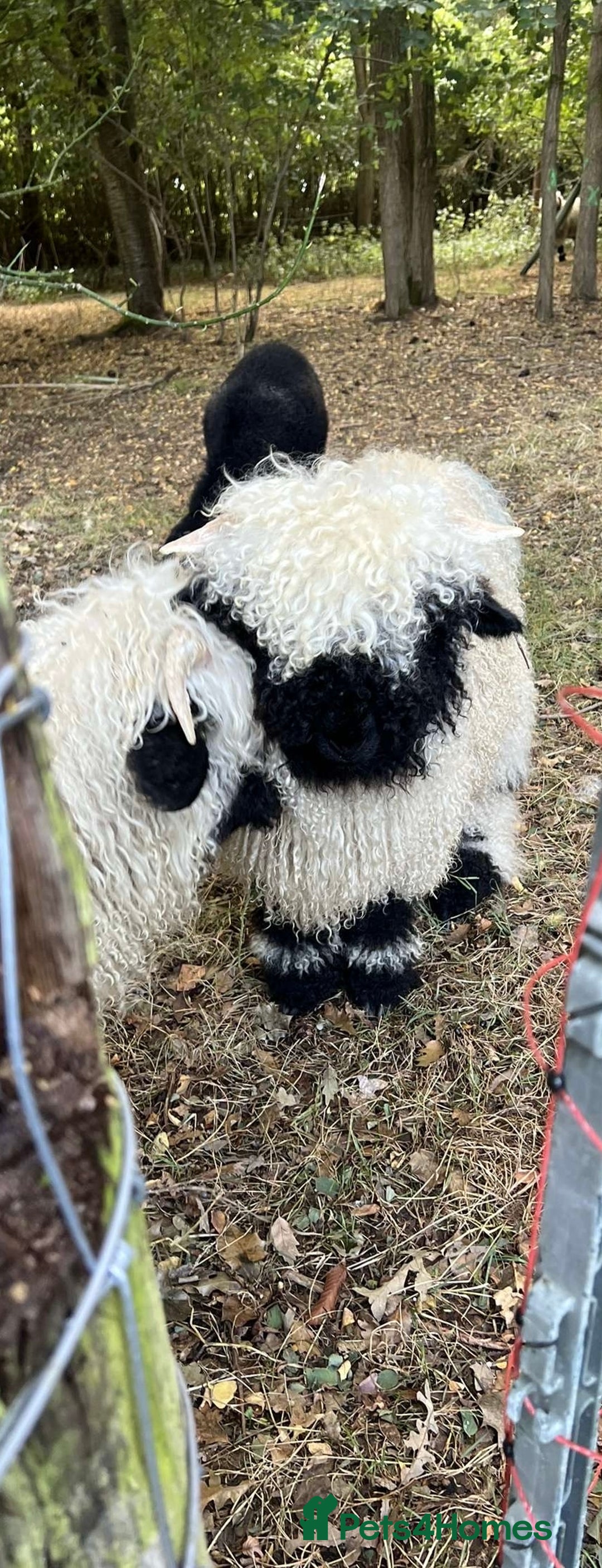 Sheep livestock for sale: Registered Valais Ewe’s  - Image 5