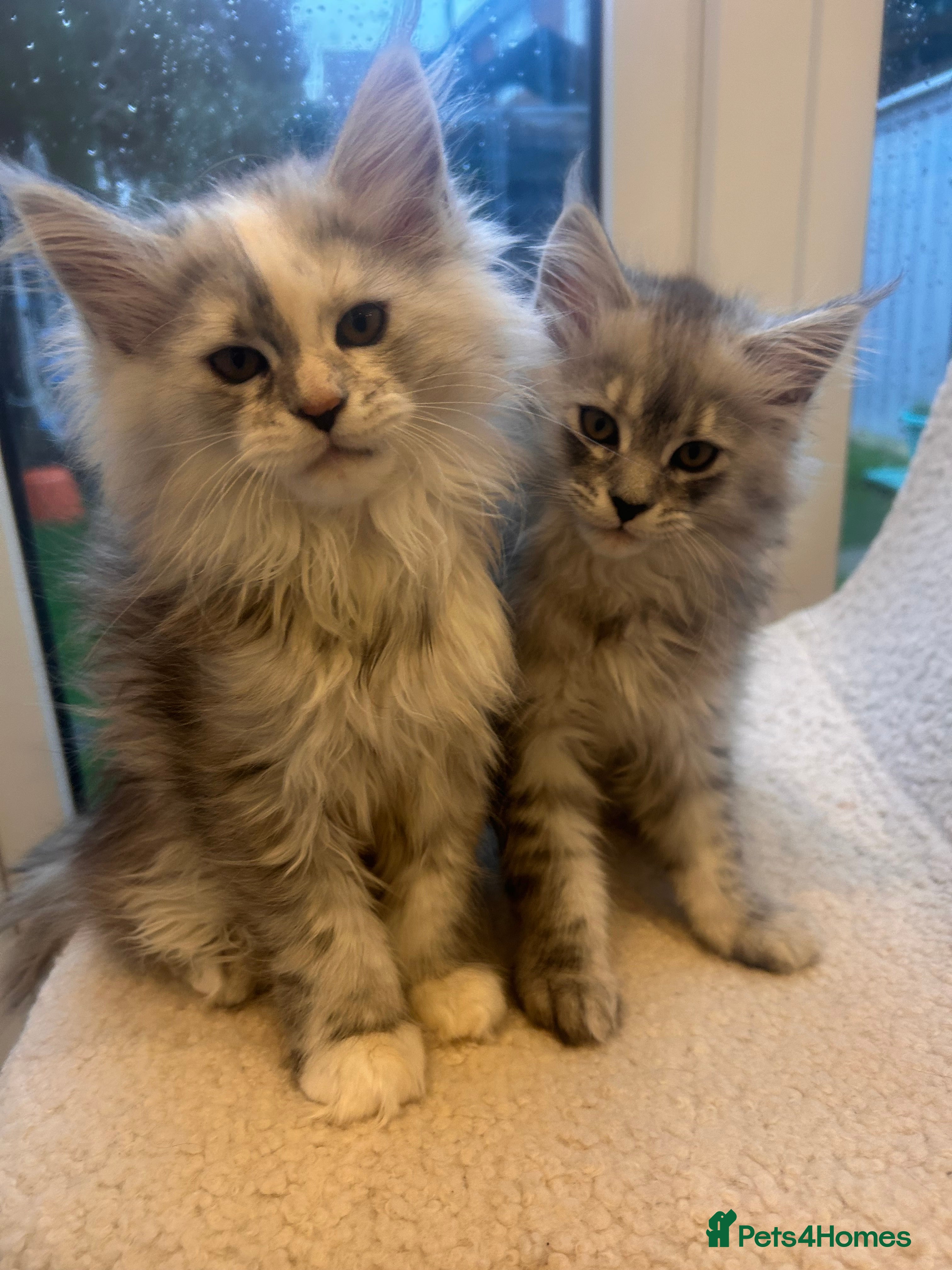 Maine Coon cats Maine Coon kittens 🤗 - Advert 1