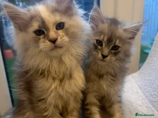 Maine Coon cats Maine Coon kittens 🤗 - Advert 1