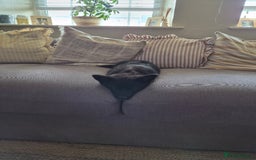 Pomsky dogs for sale: Pomsky Puppy for sale - Image 4