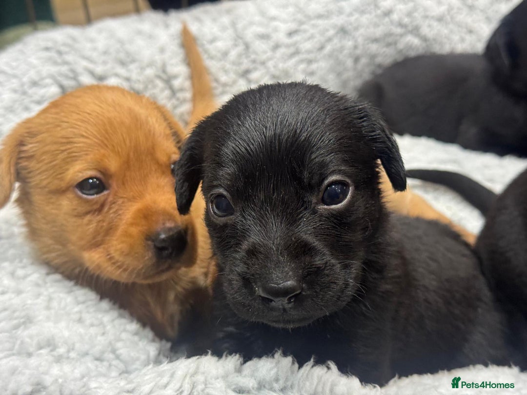 Labrador Retriever dogs for sale: Labrador Puppies  - Advert 20