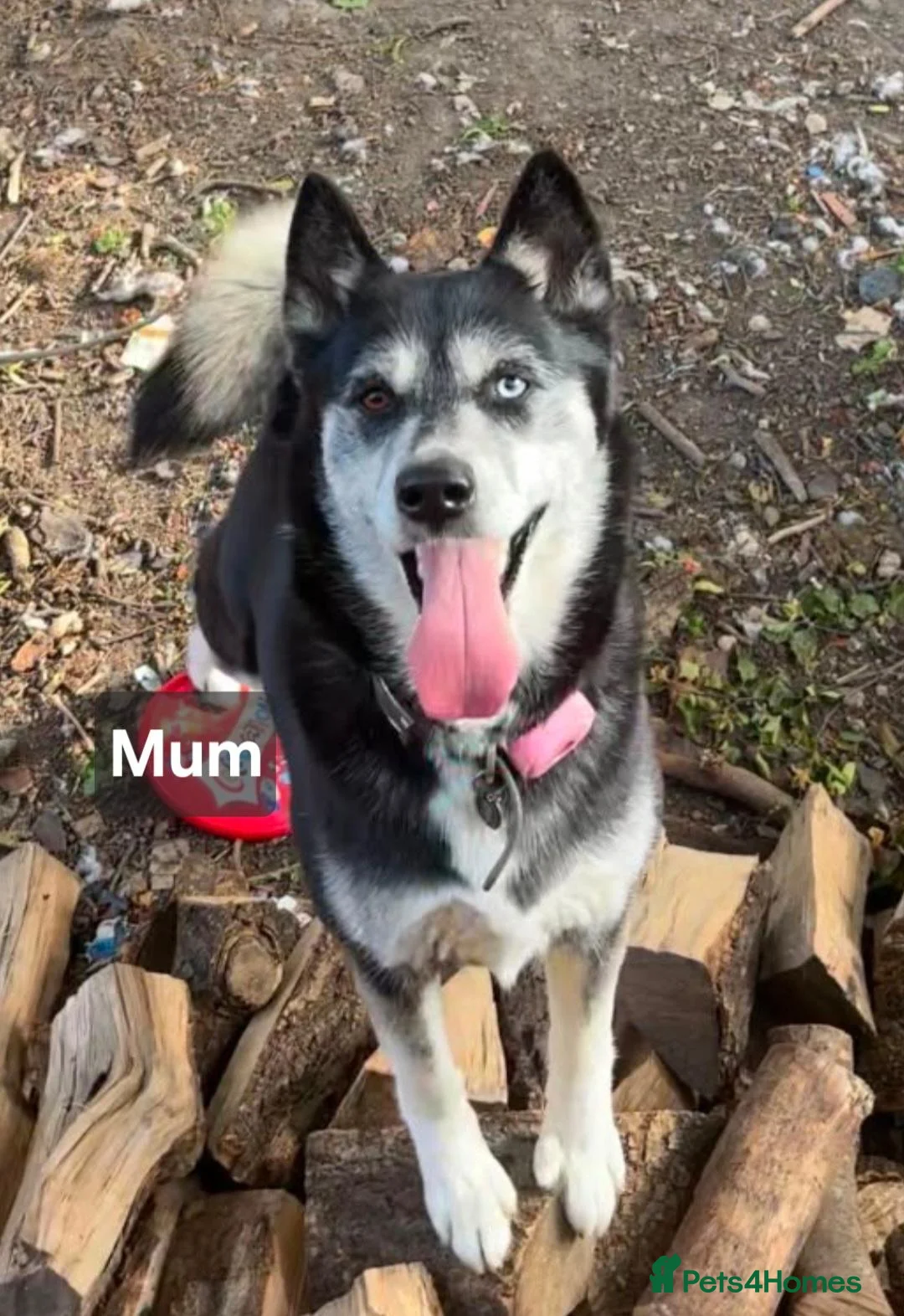 Shepsky dogs for sale: Shepskys: Fish, Chips, Mushy and Peas in Rotherham - Advert 6