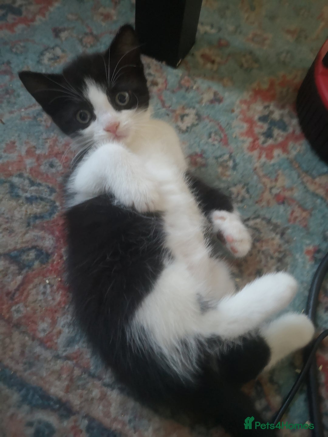 Mixed Breed cats for sale: 2 Beautiful kittens for sale - Advert 6