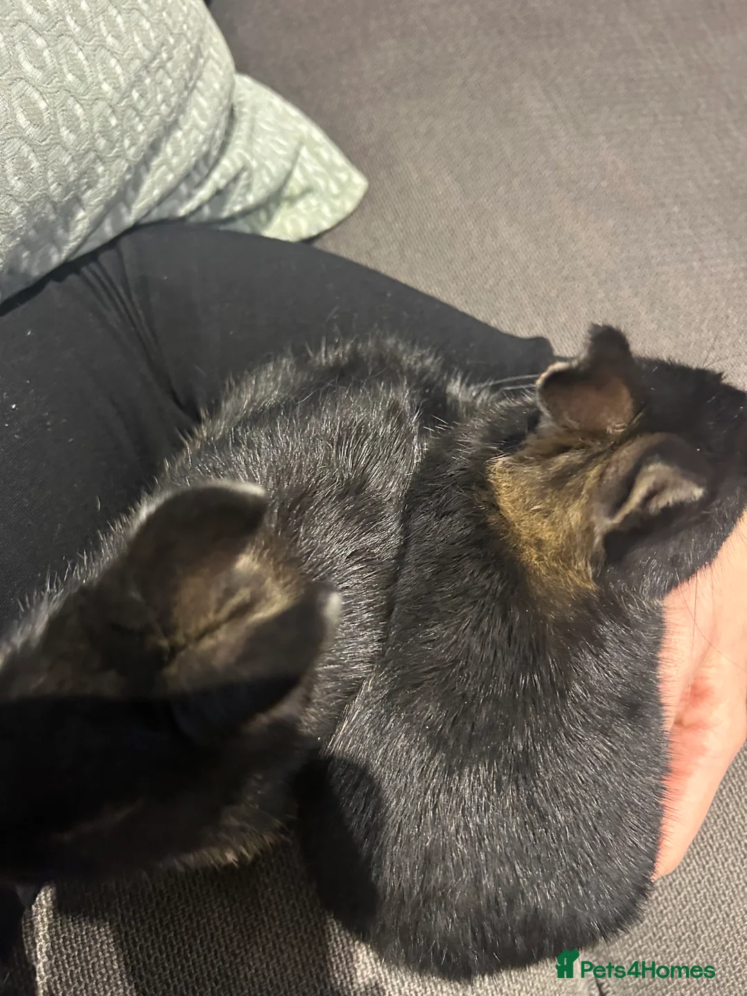 Netherland Dwarf rabbits for sale: Brother & sister Purebred bunnies: homed together  - Advert 15
