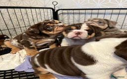 English Bulldog dogs for sale: QC puppies  - Image 2