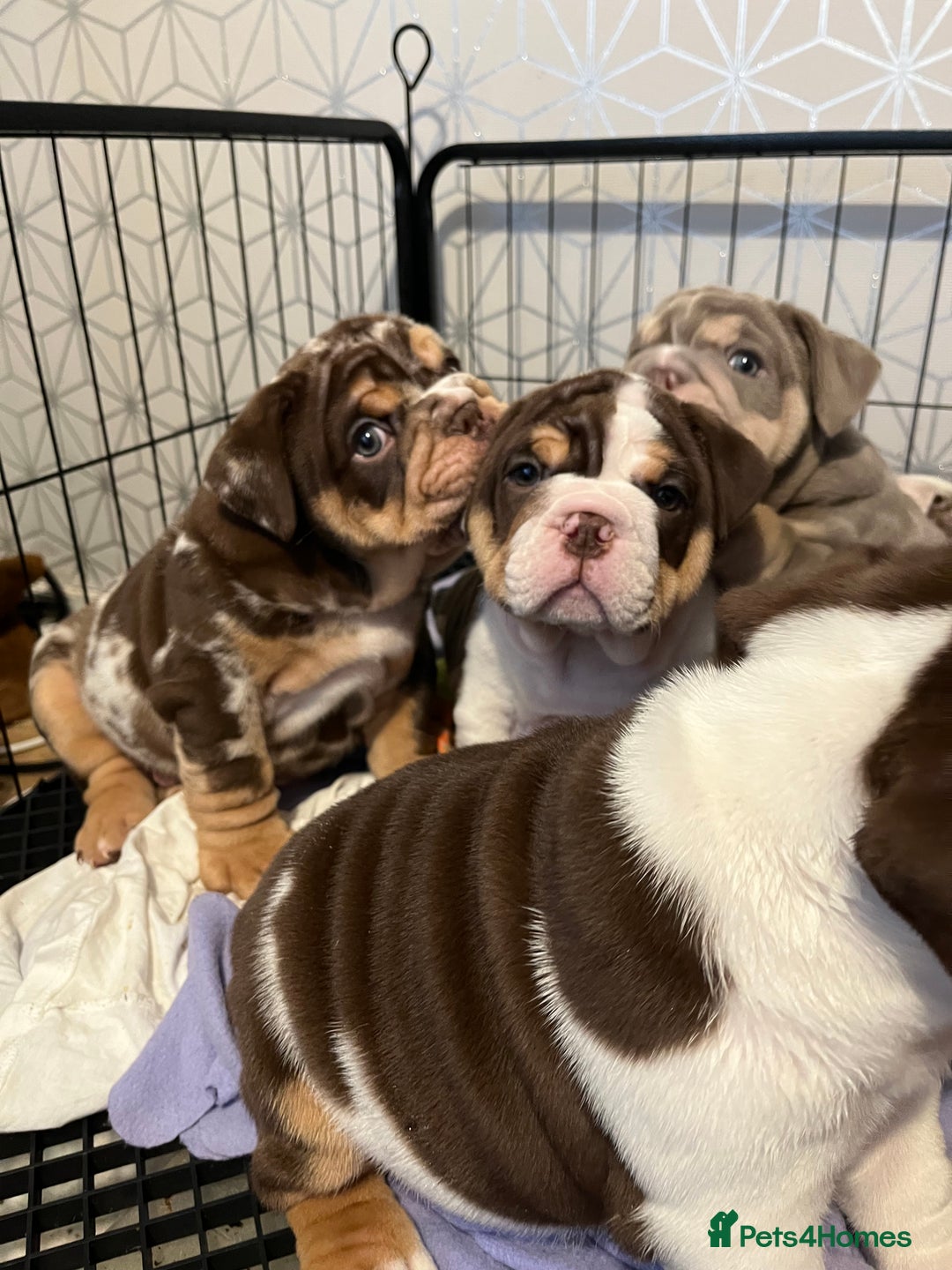 English Bulldog dogs for sale: QC puppies  - Image 2