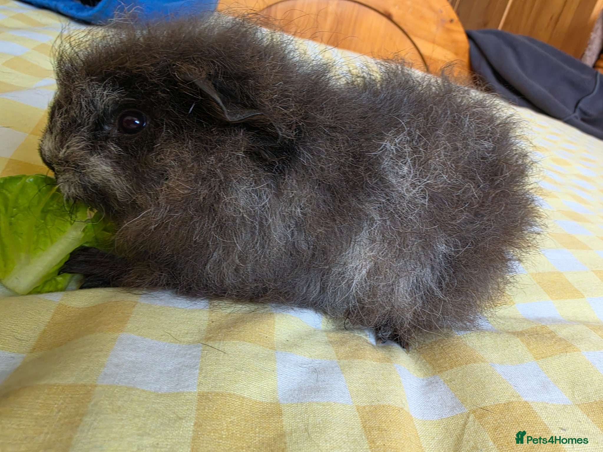 Guinea Pig rodents for sale: Boysx - Advert 7