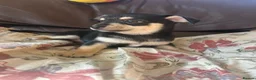 Chihuahua dogs for sale: 5 Beautiful Chihuahua Puppies For Sale  - Advert 26