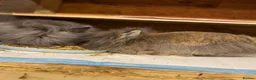 Lionhead rabbits for sale: X2Double lion maned-Please read description - Advert 2