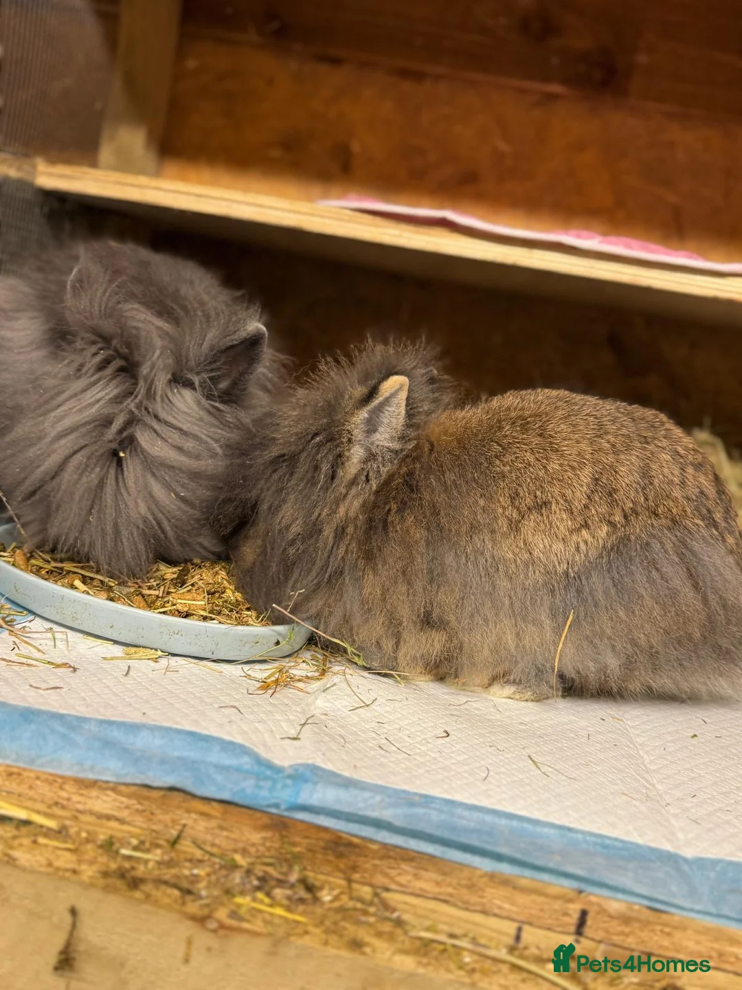 Lionhead rabbits for sale: X2Double lion maned-Please read description - Advert 2