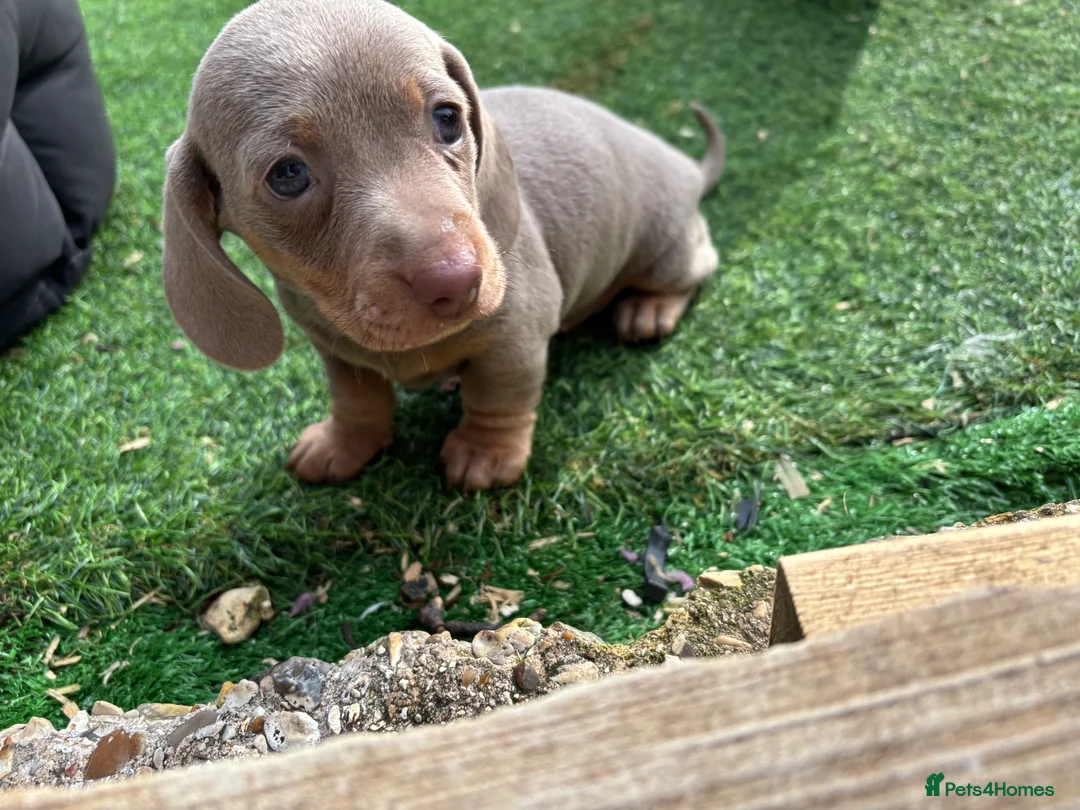 Dachshund dogs for sale: 4 beautiful Isabella and tan puppy’s  - Advert 31