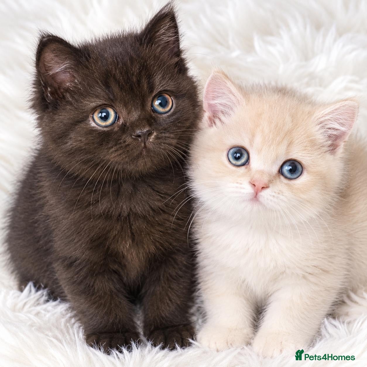 British Shorthair cats GCCF ready to leave British Shorthair - Advert 1