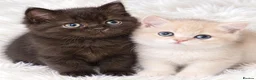 British Shorthair cats for sale: GCCF ready to leave British Shorthair - Advert 7