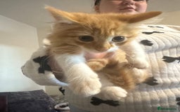 Mixed Breed cats for sale: Ready for new home - Image 2