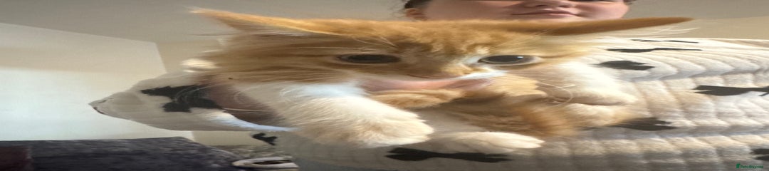 Mixed Breed Kitten 1