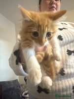 Mixed Breed cats - Advert 3