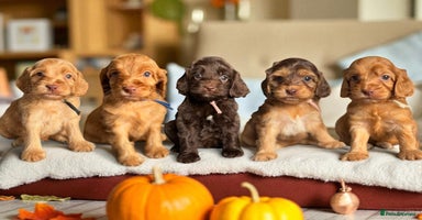 Cockapoo dogs - Advert 13