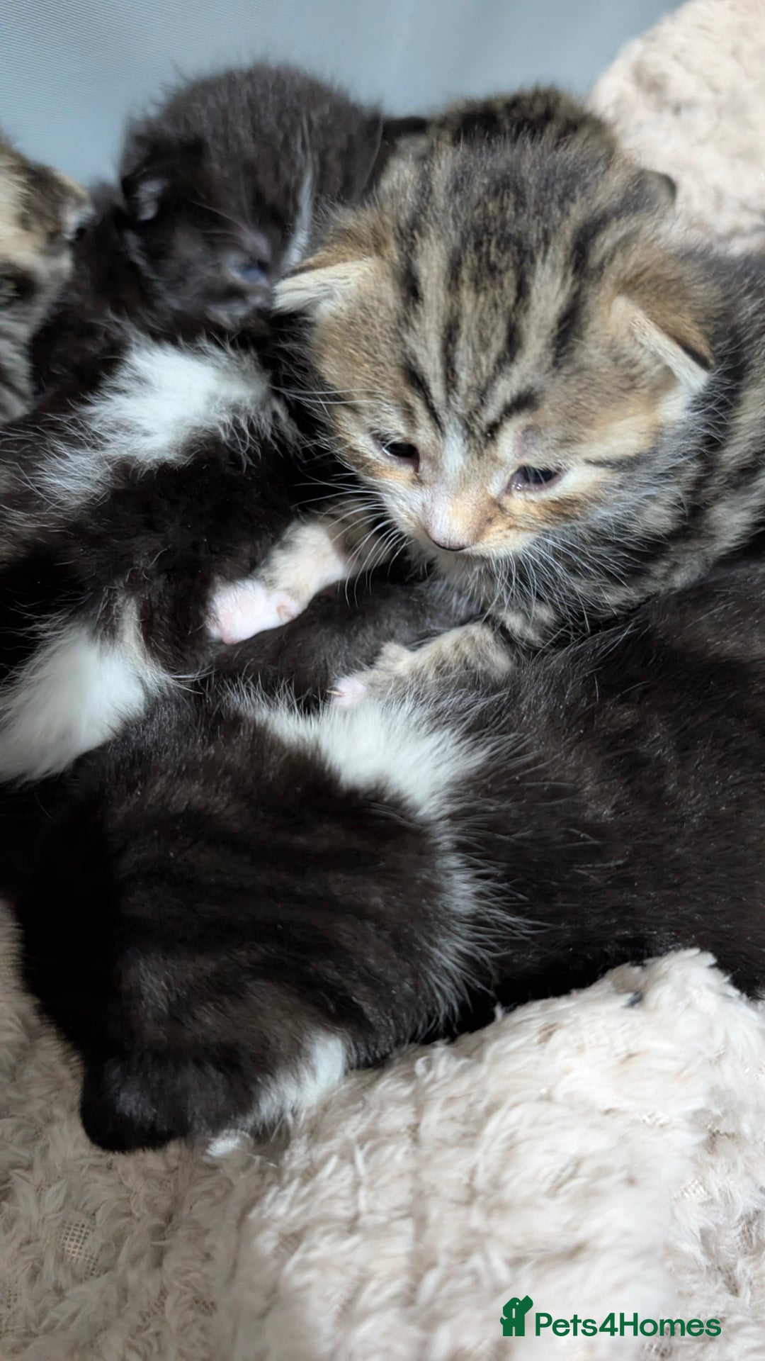 British Shorthair cats for sale: 4 beautiful kittens for sale  - Advert 9