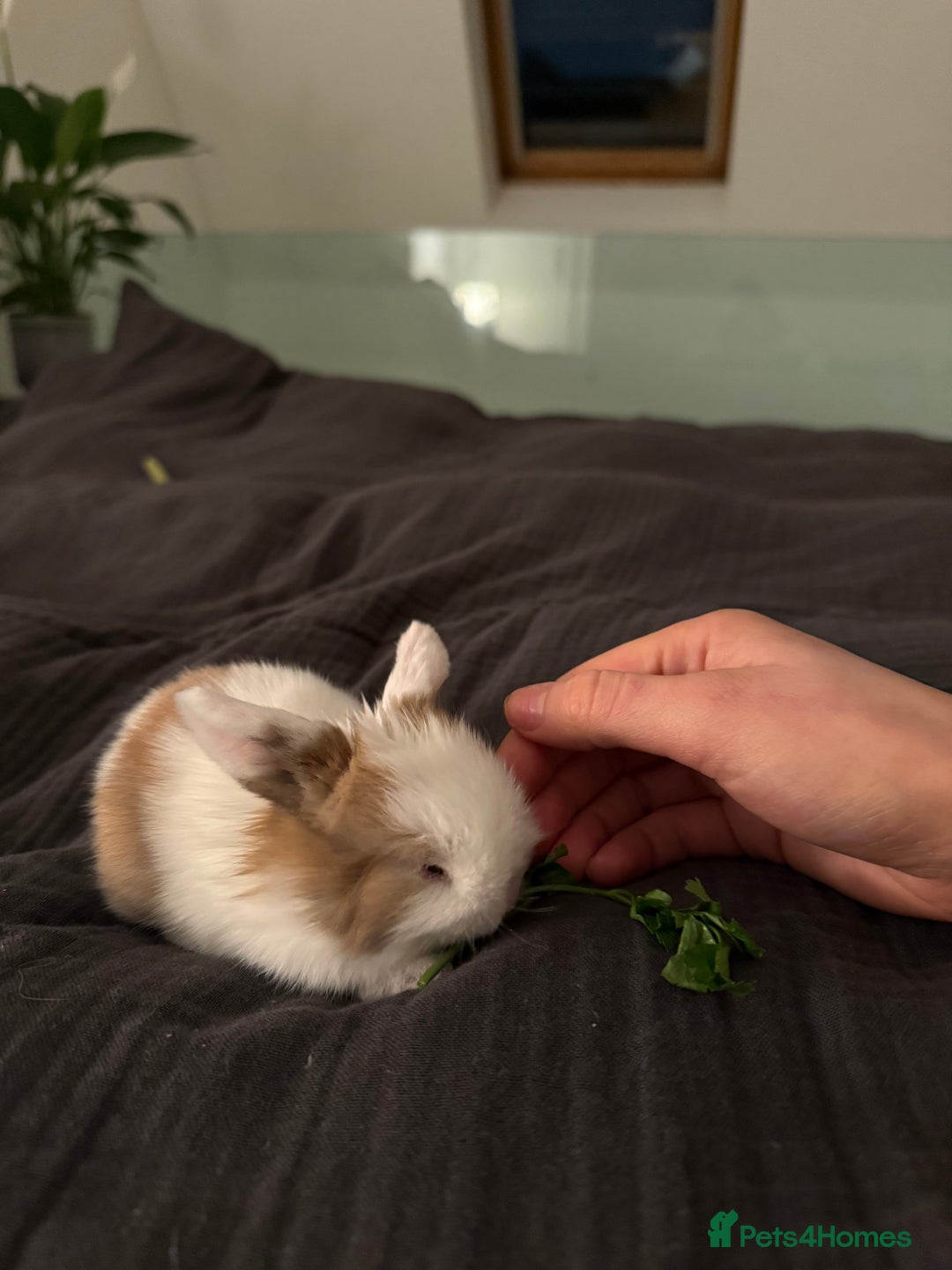 Mini Lop rabbits for sale: Baby Mini Lop Bunnies for sale  - Advert 2