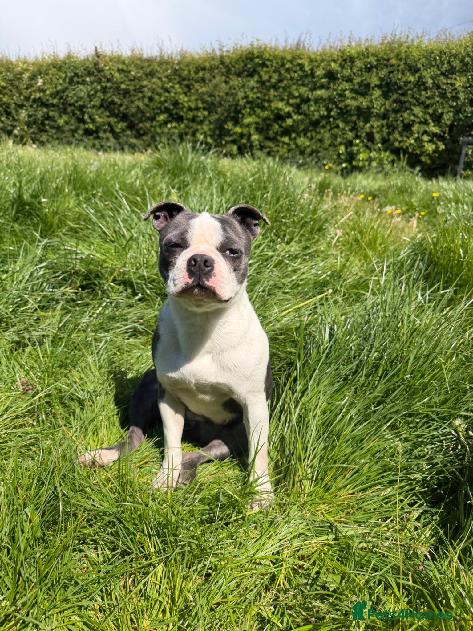 Boston Terrier dogs Very special home needed  - Advert 2