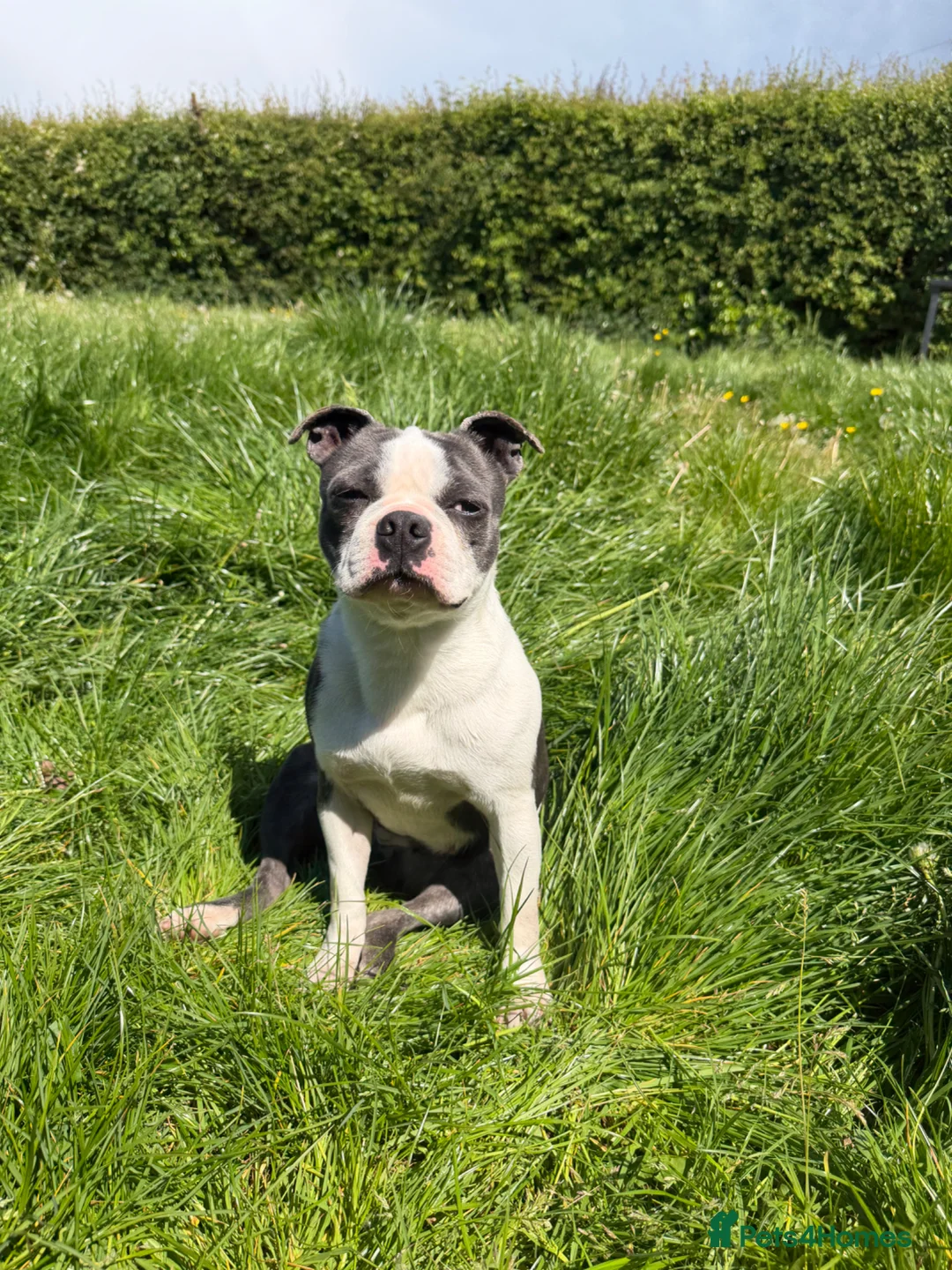 Boston Terrier dogs for sale: Very special home needed  - Advert 1