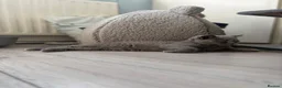 British Shorthair cats for sale: beautiful british short haired girl - Advert 8