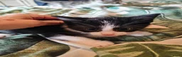 Mixed Breed cats for sale: Stunning litter of kittens - Advert 6