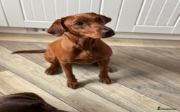 Labrador Retriever dogs for sale: Pre trained dark red mahogany female 15 months old - Image 1