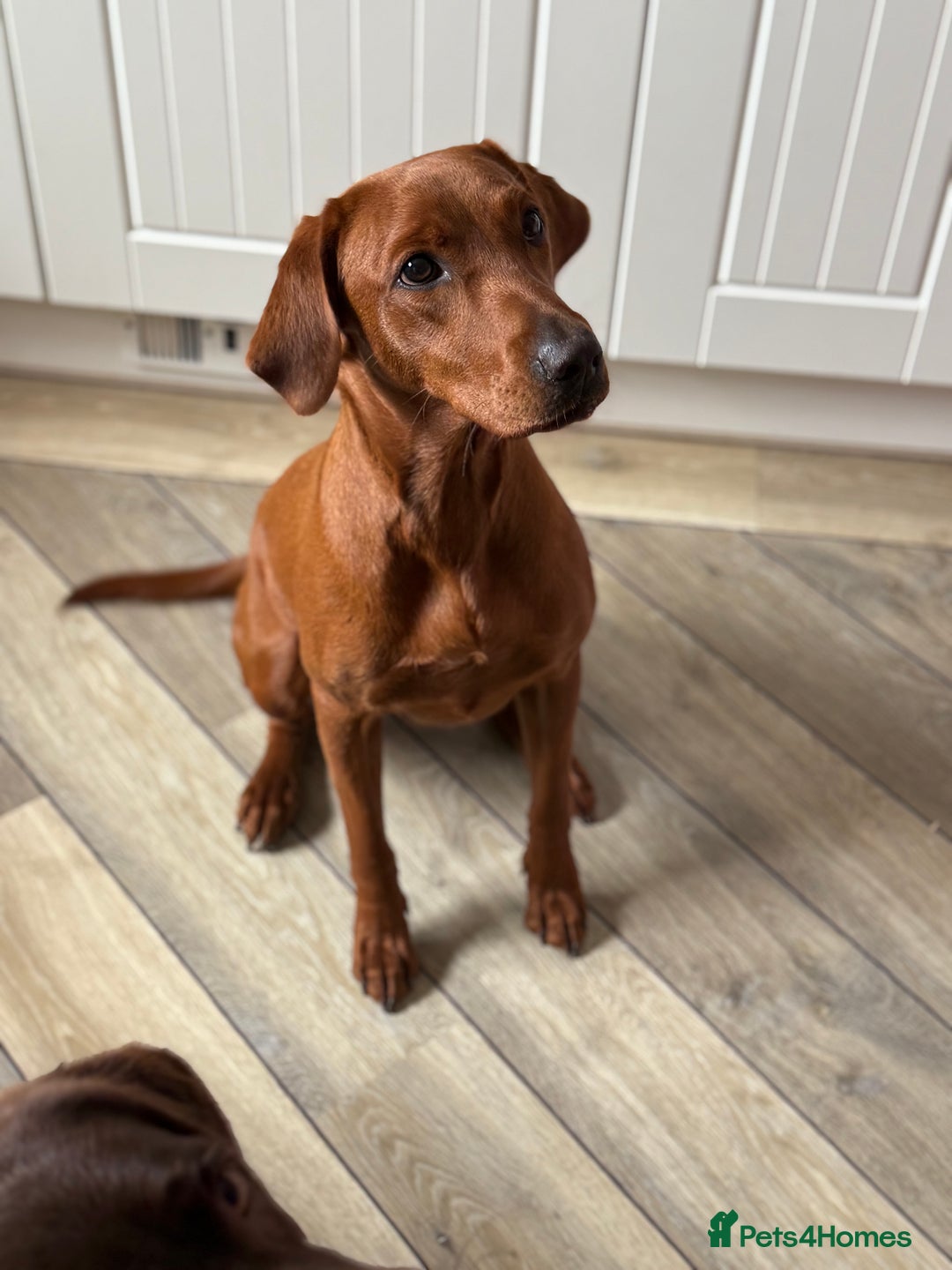 Labrador Retriever dogs for sale: Pre trained dark red mahogany female 15 months old - Image 1