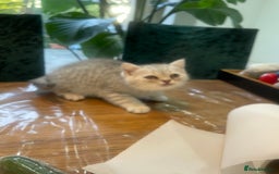 British Shorthair cats for sale: Fabulous, playful and healthy BSH kittens, rare - Image 25