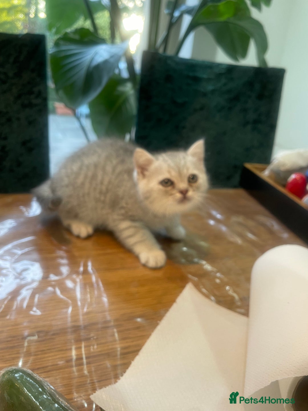 British Shorthair cats for sale: Fabulous, playful and healthy BSH kittens, rare - Image 25
