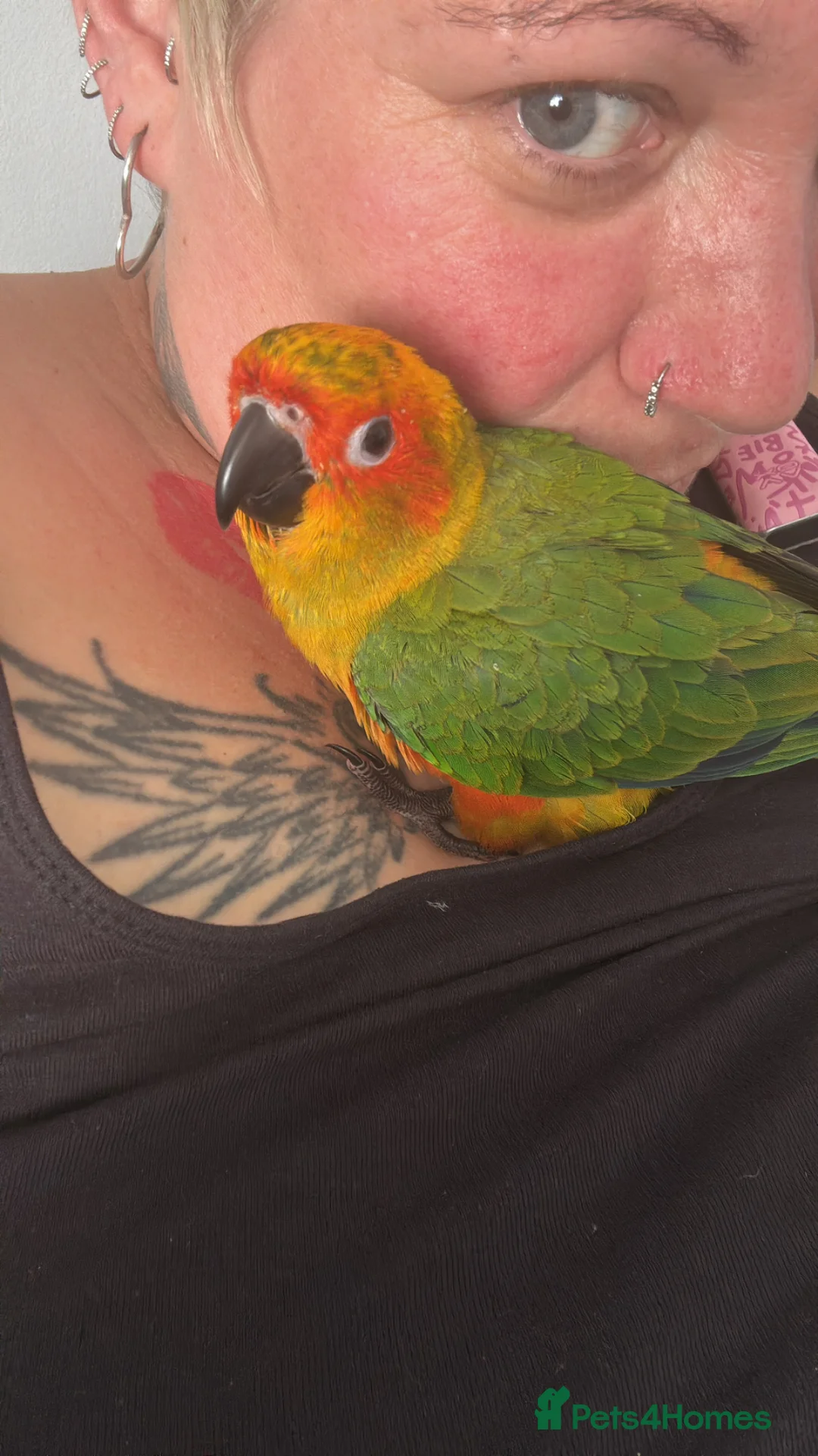 Conures birds for sale: Hand reared Sun conure in Wisbech - Advert 1