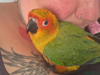 Conures birds Hand reared Sun conure - Advert 14