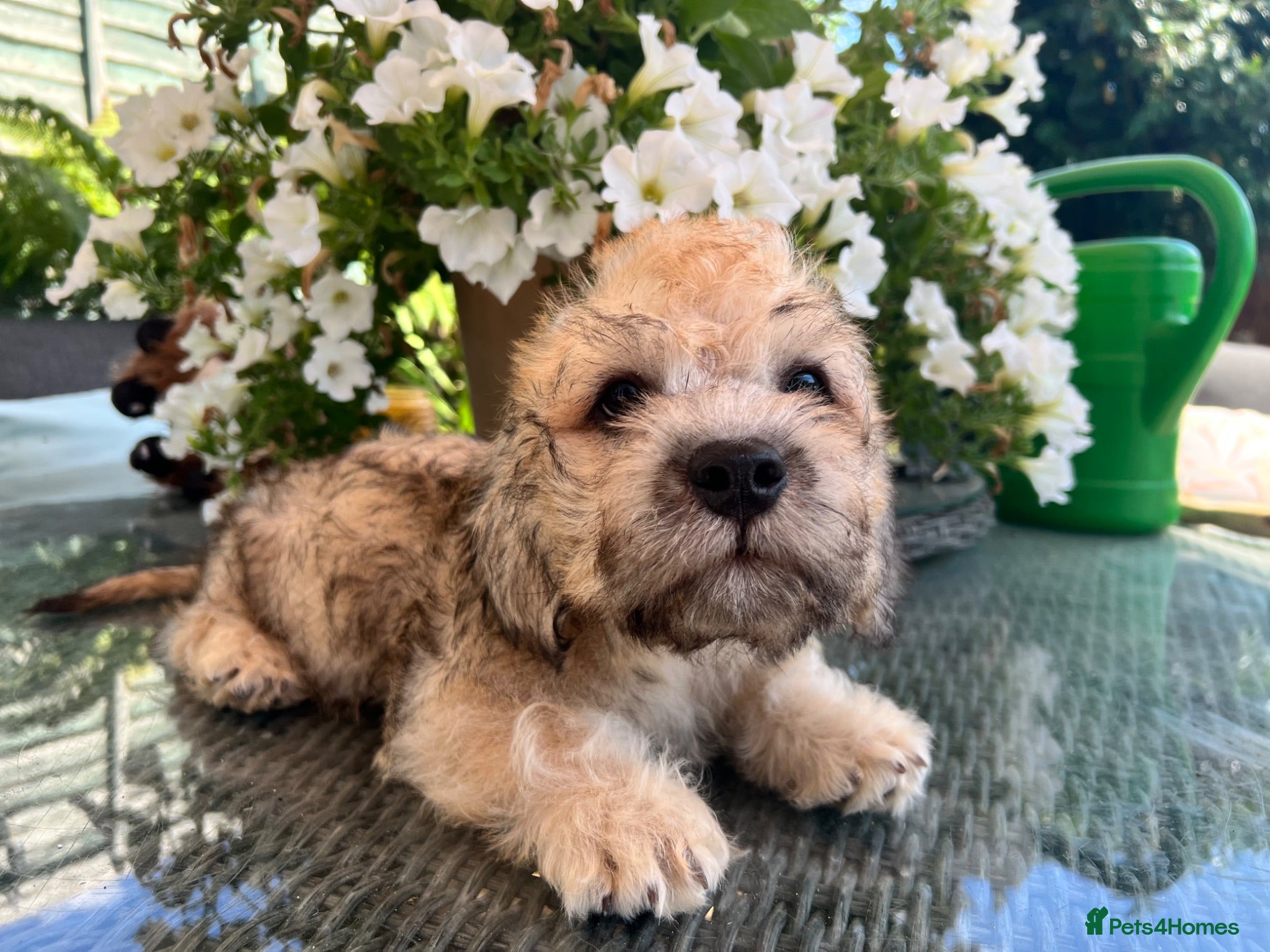 Dandie Dinmont Terrier dogs Beautiful and rarely available  - Advert 1
