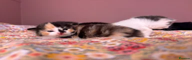 Mixed Breed 3