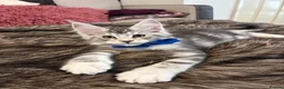 Maine Coon cats for sale: STUNNING SILVER MAINE COON KITTEN FOR SALE 🐾 - Advert 6