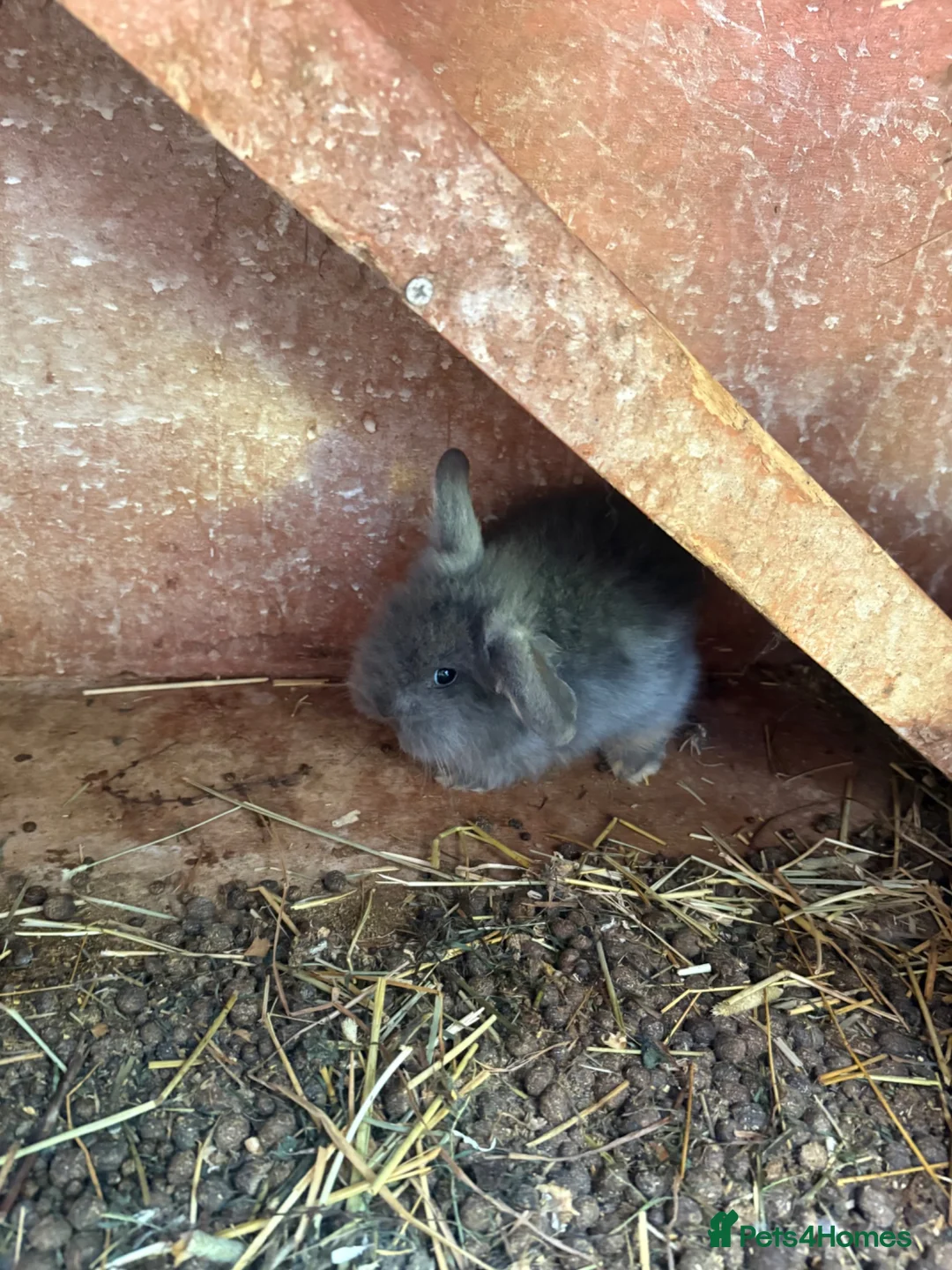 Lionhead rabbits for sale: Rabbits for sale £40 - Advert 6