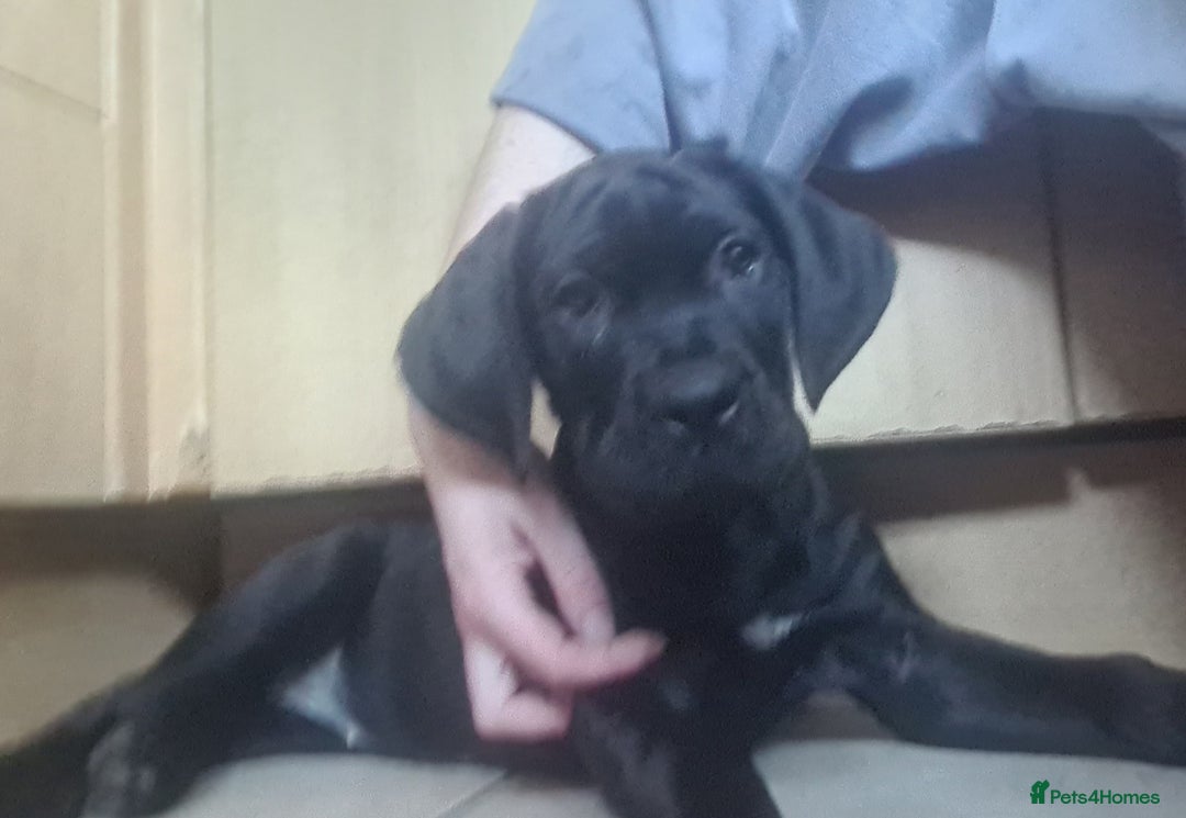 Cane Corso dogs for sale: READY TO LEAVE! BIG, CHUNKY Cane Corso puppies! - Advert 8