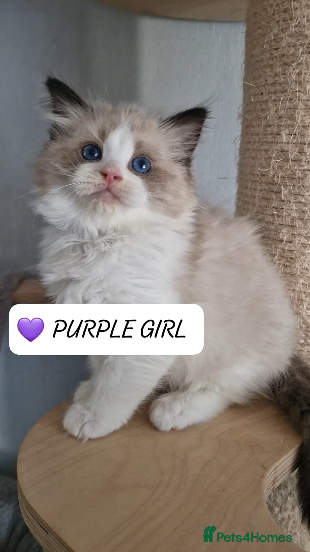 Ragdoll cats Luxury Kittens-European line Ragdoll - Advert 10