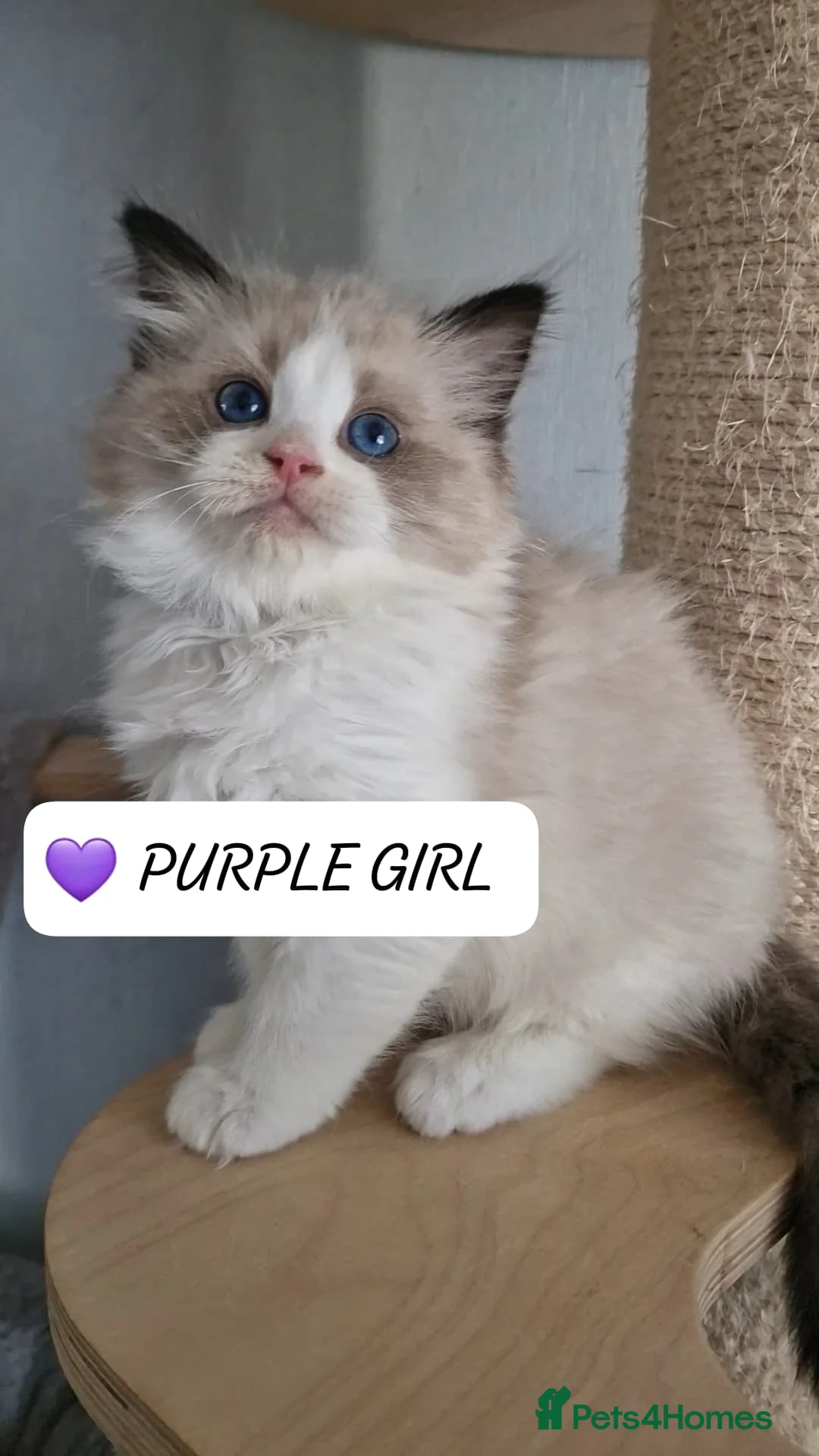 Ragdoll cats for sale: Last 3 Luxury Kittens left -European line Ragdoll - Advert 35