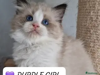 Ragdoll cats Luxury Kittens-European line Ragdoll - Advert 10