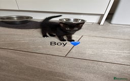 Mixed Breed cats for sale: Black kittens - Image 3