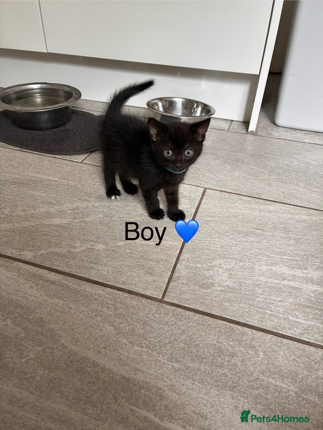 Mixed Breed cats for sale: Black kittens - Image 3