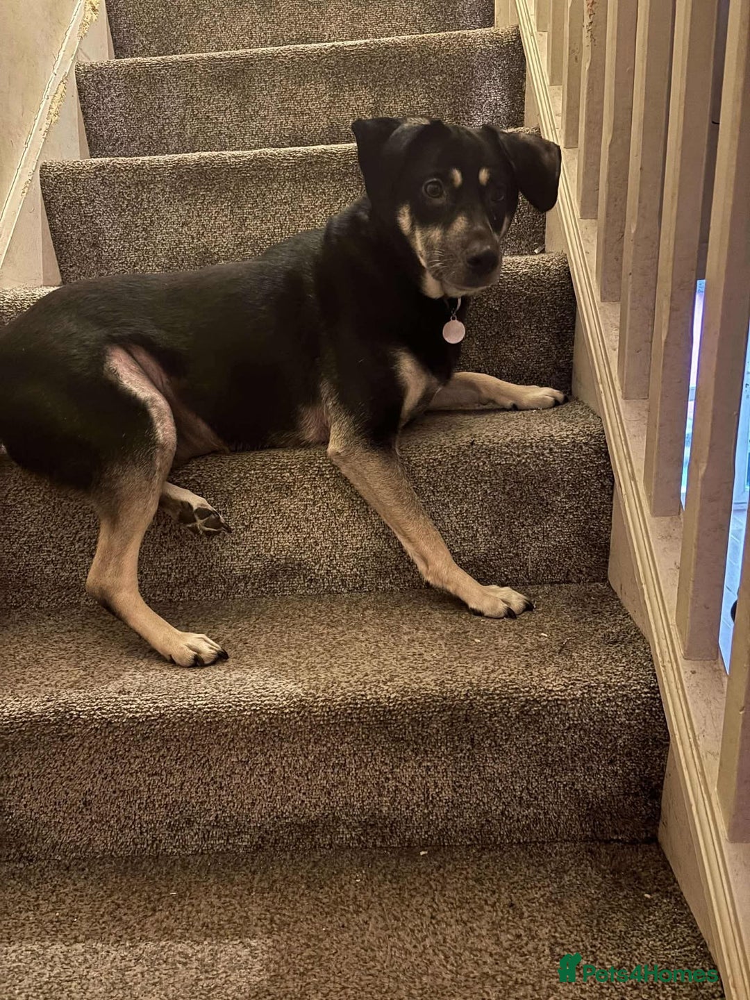 Mixed Breed dogs for adoption: Meet Marvel, currently residing in Crewe - Advert 2