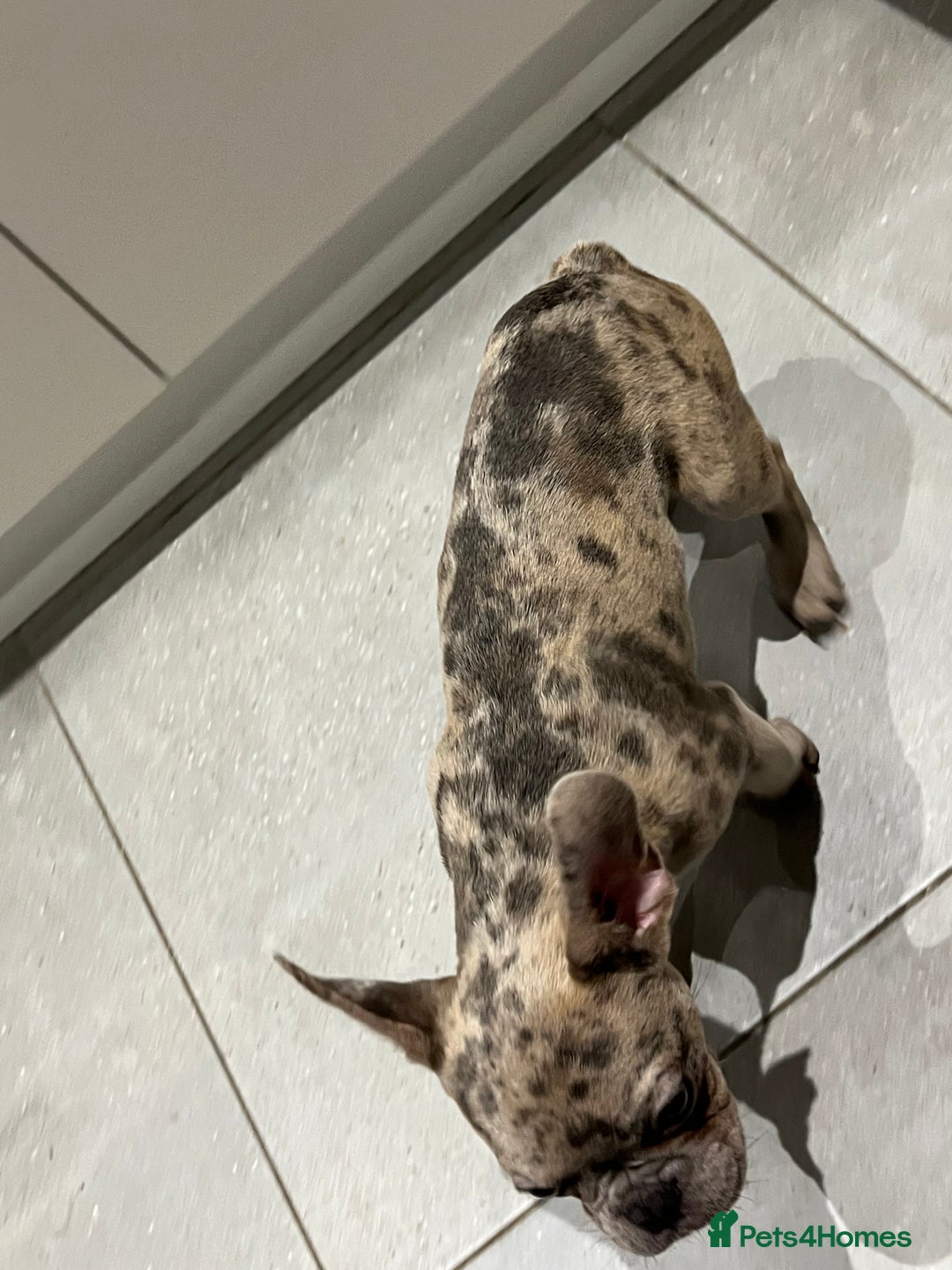 French Bulldog dogs for sale: Multi Coloured Merle French Bulldog Pups  - Advert 19