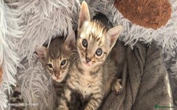 Bengal cats for sale: Bengal kittens for sale  - Image 1