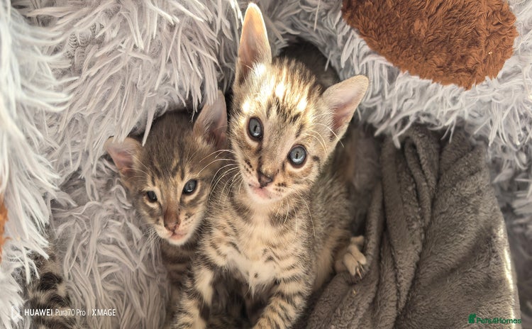 Bengal cats - Advert 1