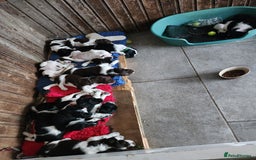 English Springer Spaniel dogs for sale: KC Registered ESS Pups *WELL MARKED* - Image 2